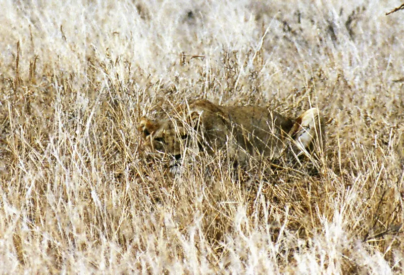 Lioness hiding — East Tsavo